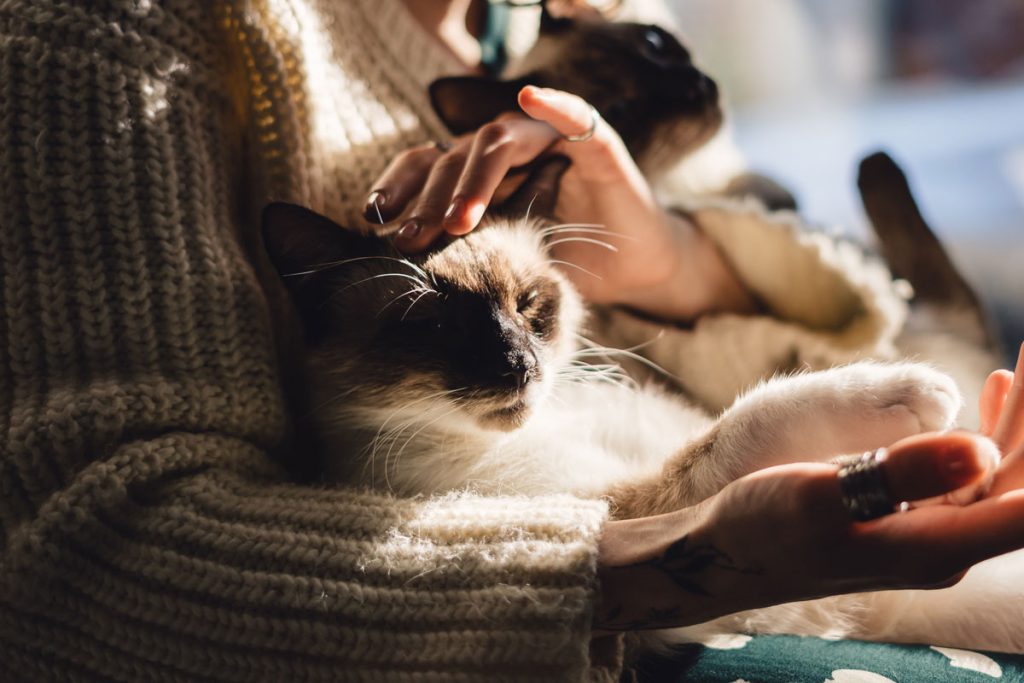 CBD in Pet Care: Beyond Anxiety Relief